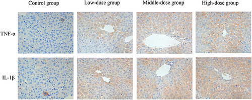Figure 10 Expression of TNF-α and IL-1β detected via immunohistochemistry in the liver sections at 120h (magnification ×400). The positive color was tan.