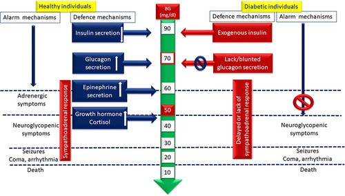 Figure 1 Response to hypoglycaemia in diabetic patients.