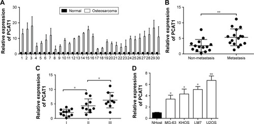 Figure 1 The expression levels of PCAT1 in osteosarcoma tissues and cell lines. (A) The comparison of PCAT1 expression levels between normal adjacent bone tissues and osteosarcoma tissues from 30 patients with osteosarcoma. The PCAT1 expression levels were measured by qRT-PCR. (B) qRT-PCR analysis of PCAT1 expression levels in osteosarcoma tissues from patients with non-metastasis (n=13) or metastasis (n=17) osteosarcoma. (C) qRT-PCR analysis of PCAT1 expression levels in osteosarcoma tissues from patients with different clinical stages (I=11, II=10, III=9). (D) The expression levels of PCAT1 in normal bone cell lines and osteosarcoma cell lines as determined by qRT-PCR, N=3. Significant differences among groups were determined by Student’s t-test or one-way analysis of variance followed by Tukey’s multiple comparison test. *P<0.05, **P<0.01.