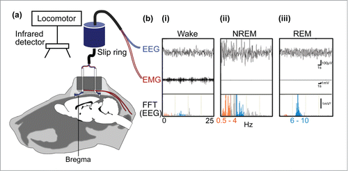 Figure 1. Sleep bioassay system for rodents. (A) To monitor electroencephalogram (EEG) signals, stainless steel screws are implanted epidurally over the frontal cortical and parietal areas of one hemisphere. In addition, electromyogram (EMG) activity is monitored by stainless steel, teflon-coated wires placed bilaterally within the trapezius muscles. (B) wakefulness (i) is characterized by low to moderate voltage EEG and the occurrence of EMG activity, whereas NREM sleep (ii) is identified by the appearance of large, slow brain waves with a rhythm below 0.5–4 Hz (orange frequencies in the fast Fourier transform, FFT, of the EEG) and REM sleep (iii), exhibits a shift back to a rapid low-voltage EEG and the appearance of brain waves in the theta range, i.e., 6–10 Hz (blue frequencies in FFT of the EEG).