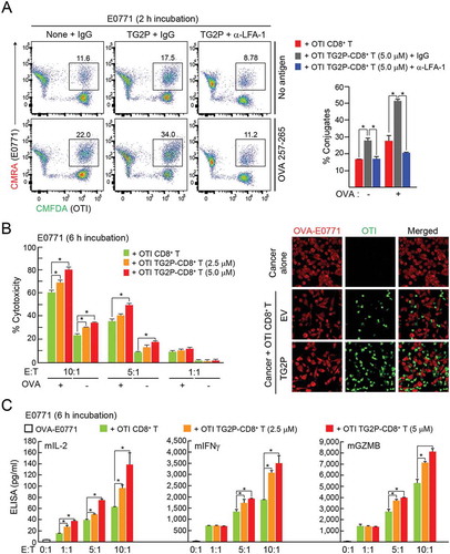 Figure 5. Transduction of TG2P in CD8+ T cells increased adhesion and cytokine release in response to ICAM-1-positive cancer cells. (a) Conjugate formation. OTI non-CD8+ T or OTI TG2P-CD8+ T cells (1 × 106) were incubated for 2 h with E0771 cells (1 × 106) in the absence or presence of OVA peptides, and the percentages of conjugates were then determined by flow cytometry (left). The results are presented as bar graphs (right). In some cases, control IgG or anti-LFA-1 antibodies were used. Data are representative of at least three independent experiments. *P < 0.05. (b) Cytotoxicity of TG2P-CD8+ T cells (1 × 106 – 1 × 107). The above cells in (a) were further incubated for 6 h, and E0771 cell (1 × 106) death (cytotoxicity) was then assessed by LDH release. (c) Cytokine analysis. Secreted cytokines (mIL-2, mIFNγ, and mGZMB) were measured by ELISAs (6 h). Data represent the means of three experiments ± SDs. *P < 0.05 versus OTI non-CD8+ T cells.