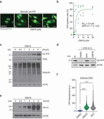 Figure 2. CBK79 causes accumulation of ubiquitin-dependent and -independent proteasome substrates. Representative images of MelJuSo Ub-YFP cells treated for 6 h with CBK79 at the indicated concentrations. DMSO at 0.1% was used as negative control. The nuclei were counterstained with Hoechst 33342 and cells imaged live with an automated widefield microscope. Scale bar: 20 µm. (B) Dose-response experiments performed with MelJuSo Ub-YFP cells. Cells were treated for 6 h with a range of compound concentrations. Nuclei were stained with Hoechst 33342 and cells were directly imaged live with an automated widefield microscope. Data were pooled from three independent experiments and are represented as mean ± SD. Non-linear curve fitting is depicted in green. The half-maximal effective concentration (EC50) upon CBK79 treatment is shown (2.2 µM, 95% confidence interval 1.3–4.9). (C) MelJuSo Ub-YFP cells were treated with CBK79 (10 µM) and harvested at the indicated timepoints. Cell lysates were analyzed by immunoblotting with the indicated antibodies. Beta-actin (ACTB) is shown as loading control. Representative blots from one of three independent experiments are shown. (D) MelJuSo Ub-YFP cells were pre-treated for 3 h with the reversible proteasome inhibitor bortezomib (25 nM) to increase the levels of YFP substrate before the treatment. Samples were taken directly after pretreatment (t0). The remaining wells were co-treated with cycloheximide (CHX, 50 µg/ml) and either DMSO 0.1%, epoxomicin (EPX, 100 nM) or CBK79 (10 µM) and harvested after 4 h (CHX 4 h). Cell lysates were analyzed by immunoblotting with the indicated antibodies. Representative blots from one of two independent experiments are shown. (E) Cell lysates from (C) were analyzed by immunoblotting with the indicated antibodies. Representative blots from one of three independent experiments are shown. (F) MelJuSo ZsGreen-ODC cells were treated for 16 h with CBK79 (2.5 µM). The proteasome inhibitor epoxomicin (100 nM) was included as positive control. Nuclei were counterstained with Hoechst 33342 and the cells imaged live with an automated widefield microscope. The nuclear YFP intensity per cell was quantified using MetaXpress. Frequency and distribution of the YFP intensity per cell after background substraction (determined as the nuclear YFP average intensity of all DMSO-treated cells) are shown as violin plots. n = 1308 cells (DMSO); n = 297 cells (CBK79) and n = 207 cells (proteasome inhibitor, epoxomicin 200 nM) from a representative experiment (of two independent experiments). Black lines within each distribution represent the median; colored lines represent the upper and lower interquartile range limits. Significant differences are based on adjusted p-values (Kruskal-Wallis [H = 1075, df = 2, p < 0.0001] with Dunn’s multiple comparisons test). ****p < 0.0001.