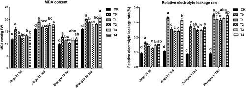 Figure 6. Effects of HA on MDA contents (left) and relative electrolyte leakage rate (right) of Zhangza 10 and Jingu 21 penultimate leaves under drought stress.