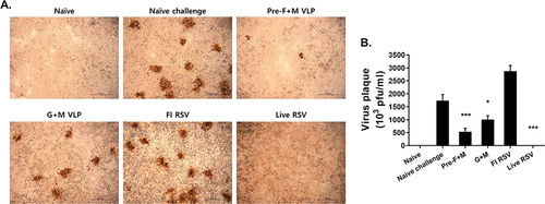 Figure 4 Lung virus titer reduction. Plaque assays were performed using the immunostaining method. Plaques, surrounded by brown precipitates following DAB staining, were visualized under the microscope (A). Plaques were enumerated and final virus titers were calculated for all groups (B). Asterisks denote statistical significance compared to the naïve challenge control, and p values less than 0.05 were considered statistically significant (*p < 0.05, ***p < 0.001). Data are presented as mean ± SD.