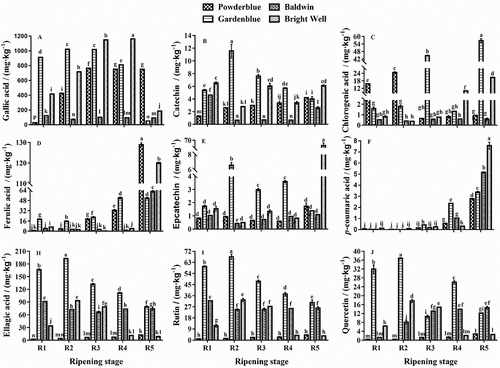 Figure 2. Phenolic compounds in rabbiteye blueberries during ripening. Different lower case letters within each column represent significant differences among cultivars at the same ripeness stages and (P < 0.05)