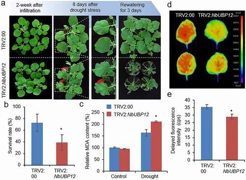 Figure 3. (a and b) Drought sensitivity of NbUBP12-silenced (TRV2:NbUBP12) and control (TRV2:00) plants. Two weeks after agroinfiltration, healthy plants of each line (n = 32) were subjected to drought stress by withholding watering for 13 days and rewatering for 3 days. Representative images of plants were obtained at 0 and 8 days after drought stress, and 3 days after rewatering (a), and the percentages of surviving plants were calculated (b). All data represent the means ± standard deviation of three independent experiments. (c) Measurement of malondialdehyde (MDA) in the leaves of TRV2:NbUBP12 and TRV2:00 plants treated with drought stress for 8 days. (d and e) Delayed fluorescence (DF) of the leaves of TRV2:NbUBP12 and TRV2:00 plants treated with drought stress for 8 days. Using NightShade LB 985 In vivo Plant Imaging System, representative images were obtained (d) and DF intensity was calculated (e). The closer the color is to red (high intensity), the higher the chlorophyll content. The data represent the means ± standard error of three independent experiments. Asterisks indicate significant differences between TRV2:NbUBP12 and TRV2:00 plants (Student’s t-test; *P < .05).