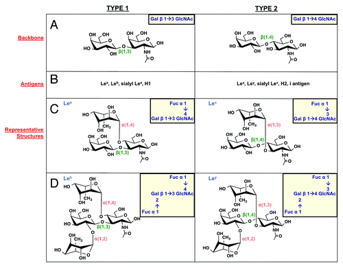 Figure 4. Lewis antigen structures. H. pylori can produce type 1 (left column) and type 2 (right column) Lewis antigens. (A) Type 1 Le antigens are based on a β(1,3)-linked galactose-GlcNAc sugar backbone, while type 2 antigens show a β(1,4) linkage. These backbones give rise to the Le antigens listed in panel (B). (C) Lea and Lex are built by α(1,4) or α(1,3) addition of a fucose residue to the GlcNAc sugar of the type 1 and type 2 backbone, respectively. (D) Leb and Ley are built by α(1,2) addition of a fucose residue to Lea and Lex structures, respectively.