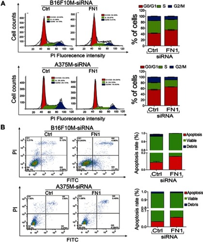 Figure 5 Downregulation of FN1 blocks the cell cycle progress and induces apoptosis of metastatic melanoma cells. (A) Downregulation of FN1 decreased cell number of G2/M phase in metastatic melanoma cells. (B) Downregulation of FN1 triggered cell apoptosis in metastatic melanoma cells. Representative pictures were shown. Data were presented as mean ± SD.Abbreviations: FN1, fibronectin 1.