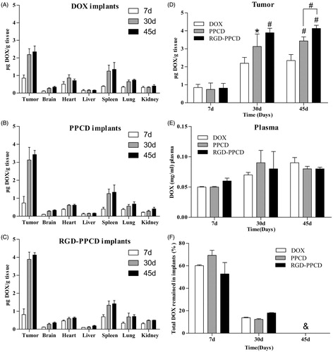 Figure 6. In vivo disposition after inserting the implants into the middle of tumor (over 45 days), (a) – (c) were the biodistribution of total drug for DOX implants, PPCD implants and RGD-PPCD implants at a dose of 0.2 mg DOX-equiv. each mouse (n = 5), (d) and (e) were the total DOX concentration of three administration groups in the tumor and plasma, (f) was the total DOX remaining in reliquus implants *p < 0.05; #p < 0.01, as compared with DOX implant at the same time point and all the implanted matrix became gelatinous state resulting that could not be able to withdraw at day 45.