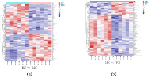 Figure 5. The above two heat maps represent the content and types of differential metabolites between different groups. In a heat map, the warmer the color, the higher the content, while the cooler the color, the lower the content. (a) revealed heat map of differential metabolites between BG and MG groups. (b) revealed heat map of differential metabolites between MG and TG groups.