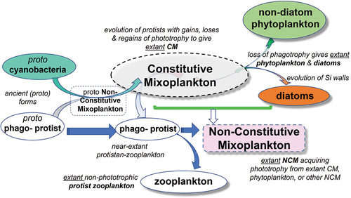 Fig. 2. An interpretation of the evolution of protist functional types. Multiple gains and losses of phototrophy have occurred within what we now term constitutive mixoplankton. Some of these have resulted in extant zooplankton and extant phytoplankton groups. See Fig. 1 for schematics of the physiological traits of these organism types.