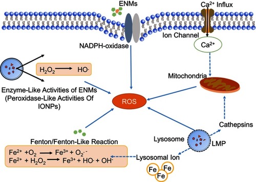 Figure 2 Mechanisms of ROS production induced by engineered nanomaterials (ENMs). ROS have different sources.Notes: 1) Oxidative burst. ENM-activated microglia can produce ROS with the catalyzation of NADPH-oxidase. 2) Mitochondrial ROS. Disruption of electron transport chain will lead to significant increase of ROS. 3) Fenton or Fenton-like reaction. The transition metals, eg, iron, copper, chromium, and cobalt can mediate the formation of ROS like highly reactive hydroxyl radical (OH.) through Fenton reaction. 4) Enzyme-like activities of ENMs. For example, the INOPs could behave like peroxidase. (5) Lysosome membrane permeabilization (LMP). LMP could produce ROS through lysosomal iron or by causing mitochondrial membrane permeabilization and producing mitochondrial ROS.Abbreviation: IONPs, iron oxide nanoparticles.