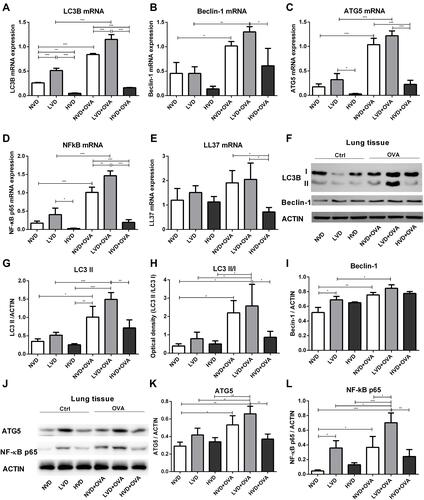 Figure 4 Expression of LC3B, Beclin-1, ATG5, NF-κB p65, and LL37 in the lung tissue of OVA-sensitized/challenged mice. (A–E) Total cellular RNA was extracted from the lung tissue and then analyzed by real-time PCR. Data are shown as mean ± SEM for seven to nine animals in each group. (F, L) Lung tissue lysates from different vitamin D diet groups of mice (n = 6) were subjected to immunoblot analysis with LC3B, Beclin-1, ATG5, NF-κB p65, and ACTIN antibodies. (G–I, K, L) The intensity of the indicated antibody’s bands from three independent experiments were quantified (*p < 0.05, **p < 0.01, and ***p < 0.001).