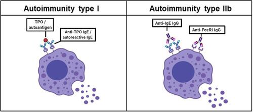 Figure 1 Mechanisms of mast cell activation in chronic spontaneous urticaria. Type I autoimmunity is characterized by diverse antigens such as thyroperoxidase (TPO) crosslinking IgE autoantibodies. Type IIb autoimmunity is based on IgG autoantibodies against IgE or FcԑRI. Both autoimmune mechanisms lead to a degranulation of mast cells.