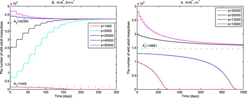 Figure 5. The bistability and semistability of (Equation4(4) dA(t)dt=bA2(t−τ)2α+A(t−τ)+2R(t−τ)−m1+A(t)+R(t)KA(t).(4) ). The parameters are specified in (Equation30(30) b=3,m=0.05,τ=17.(30) ) and (Equation31(31) α=100,K=1000.(31) ). (A) Let R(t)≡5000<r∗=9826, (Equation4(4) dA(t)dt=bA2(t−τ)2α+A(t−τ)+2R(t−τ)−m1+A(t)+R(t)KA(t).(4) ) displays bistability: A(t)→0 as t→∞ when φ(t)<A1=1445 on [−17,0], and A(t)→A2=42355 as t→∞ when φ(t)>A1=1445 on [−17,0]. (B) With R(t)≡r∗, the unique positive equilibrium A1∗=14661 is semistable, with A(t)→A1∗ as t→∞ when φ(t)>A1∗ on [−17,0].