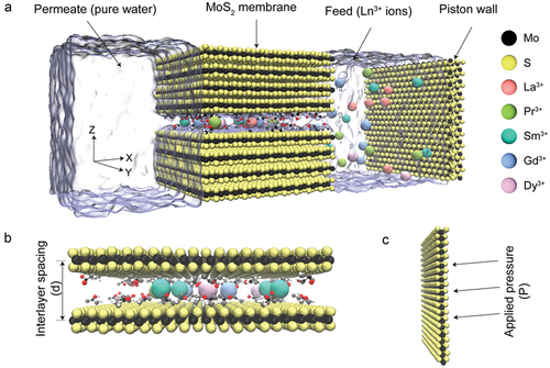 Figure 1. (a) Simulation modeling of the transport of a mixture of five lanthanide ions through 2D MoS2-COOH channels, incorporating six additional MoS2 sheets as a support membrane, with water depicted in transparent ice blue. The lanthanide ions are shown, omitting Cl− anions for clarity, alongside two MoS2 sheets serving as piston walls. (b) Depiction of the MoS2-COOH channel structure explored in this study, featuring lanthanide ions confined within the membrane. The interlayer spacing is defined as the distance between Mo atoms from adjacent layers. (c) Illustration of pressure applied to the piston walls.