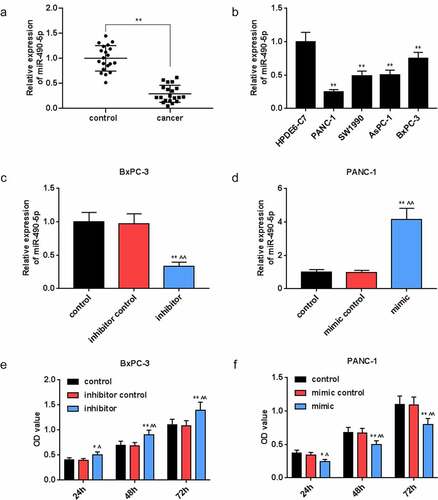 Figure 1. Expression of miR-490-5p in pancreatic cancer and its effect on the cell viability. (a) Expression of miR-490-5p in pancreatic cancer tissues was found to be lower than that in adjacent tissues, which was detected by quantitative real-time PCR (qRT-PCR). (b) The expression level of miR-490-5p in normal pancreatic duct epithelial cells HPDE6-C7 was significantly higher than that in pancreatic cancer cell lines PANC-1, SW1990, AsPC-1, and BxPC-3, which was detected by qRT-PCR. (c-d) The qRT-PCR was used to detect the level of miR-490-5p in cells to verify successful transfection. (e-f) Cell counting kit-8 (CCK-8) assay was used to detect cell viability. As the cell viability increased over time, the silencing of miR-490-5p inhibited cell viability, but the overexpression of miR-490-5p showed the opposite effect. *p < 0.05, **p < 0.001, vs. HPDE6-C7 or control; ^p < 0.05, ^^p < 0.001 vs. inhibitor control or mimic control.