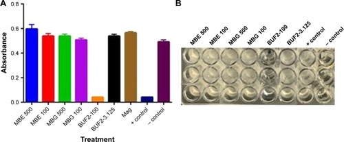 Figure 3 (A) Antimicrobial activity against Escherichia coli of magnetite (brown) and BUF2-magnetite (500 μg/mL, green; 100 μg/mL, purple) as prepared by conjugation via glutaraldehyde. BUF2-magnetite as prepared by conjugation via EDC at the same concentrations (blue and red, respectively). Comparison with the antimicrobial activity of BUF2 at 100 μM (orange) and 3.125 μM (black). The positive control was Escherichia coli in gentamicin at 10 μM, and suspension containing only cells was the negative control. (B) Actual image of the microplate where the antimicrobial assay was conducted. BUF2 at 100 μM and the positive control showed insignificant turbidity when compared with the rest of the treatments.Abbreviations: BUF2, buforin II; EDC, N-[3-(dimethylamino)-propyl]-N′-ethylcarbodiimide hydrochloride; Mag, magnetite; MBE, BUF2-magnetite conjugated with EDC; MBG, BUF2-magnetite conjugated with glutaraldehyde.