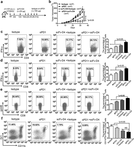 Figure 7. Treatment with fusion protein scFv–D4 and anti-PD1 induces significant anti-tumor effects in a CT26/E2 tumor model