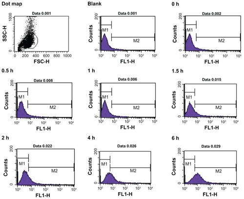 Figure 5 Time course for uptake of FITC-BSA-loaded ChS-CS nanoparticles by Caco-2 cells quantified by fluorescence-activated cell sorting analysis using flow cytometry at hours 0, 0.5, 1, 1.5, 2, 4, and 6.Abbreviations: BSA, bovine serum albumin; ChS, chondroitin 4-sulfate sodium salt; CS, chitosan; FITC, fluorescein isothiocyanate.