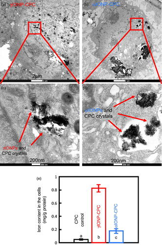 Figure 6. High-magnification TEM images inside the cells, showing hDPSCs with endocytic IONPs. (a) Cells seeded on γIONP-CPC contained internalized nanoaggregates inside the cells. (b) Cells seeded on αIONP-CPC had internalized nanoaggregates inside the cell. (c) Quantitative measurement of iron content by ICP-OES. Data = mean ± SD (n = 4). Bars indicated by different letters are significantly different from each other (p < .05).