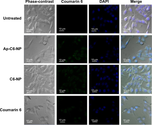 Figure S2 In vitro cellular uptake of nanoparticles evaluated by confocal studies in Saos-2 CD133− cells.Abbreviations: Ap-C6-NP, coumarin 6-loaded PLGA nanoparticles conjugated with CD133 aptamers; C6-NP, coumarin 6-loaded nanoparticles; DAPI, 4′,6-diamidino-2-phenylindole dihydrochloride; PLGA, poly(lactic-co-glycolic acid).