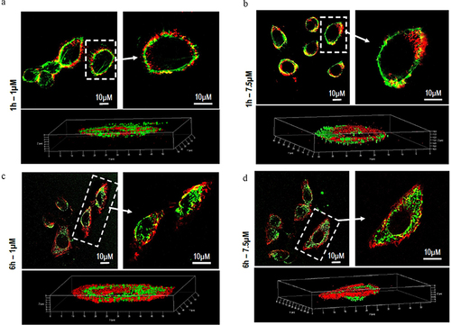 Figure 9 Z-series images of PC6 Particle internalization by HepG2 at 1µM (a–c) and 7.5 µM (b–d) after 1h and 6h of treatment.