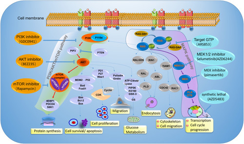 Figure 4 The mechanisms of PI3K/Akt/mTOR pathway and MAPK pathway, and inhibitors in ovarian cancer clinical development. Illustration the therapy strategy via inhibiting the PI3K/Akt/mTOR pathway (green) and MAPK pathway (amaranth) in ovarian cancer patients with PIK3CA and KRAS gene mutation. The orange represents a different inhibitory effect of repressing tumor growth by targeting different sites on the PI3K/Akt/mTOR pathway. For patients with PIK3CA gene mutation, clinical treatment drugs are mainly divided into PI3K inhibitor, AKT inhibitor, and mTOR inhibitor. The blue represents a different inhibitor target MAPK pathway in ovarian cancer patients with KRAS gene mutation. The therapy strategy includes restricting KRAS bound to GTP and targeting its downstream signaling pathway.
