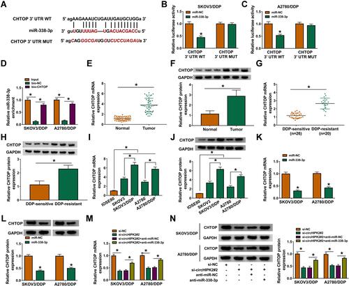 Figure 6 Identification of CHTOP as target gene of miR-338-3p in DDP-resistant OvCa cells. (A) Alignment sequences among CHTOP 3ʹUTR WT, miR-338-3p and CHTOP 3ʹUTR MUT. (B and C) Dual-luciferase reporter assay measured luciferase activity of reporter vectors carrying CHTOP 3ʹUTR WT or MUT in SKOV3/DDP and A2780/DDP cells co-transfected with miR-338-3p or miR-NC. (D) RNA pull-down assay assessed miR-338-3p enrichment by bio-circHIPK2 or bio-NC in SKOV3/DDP and A2780/DDP cells. (E–N) RT-qPCR and Western blotting, respectively, detected CHTOP mRNA expression and CHTOP protein expression in (E and F) OvCa tumor tissues and normal tissues, (G and H) DDP-sensitive tumor tissues and DDP-resistant tumor tissues, and (I and J) IOSE80, SKOV3, SKOV3/DDP, A2780, and A2780/DDP cells, as well as (K–N) SKOV3/DDP and A2780/DDP cells severally transfected with miR-NC, miR-338-3p, si-NC, si-circHIPK2#2, si-circHIPK2#2 along with anti-miR-NC, si-circHIPK2#2 together with anti-miR-338-3p. *P<0.05. Data analysis was performed using unpaired t-test and one-way or two-way ANOVA followed with Tukey’s post-hoc analysis.