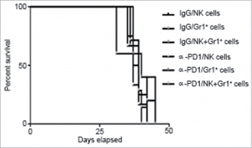 Figure 4. Adoptive transfer of purified Gr1+ cells and/or NK cells failed to control tumor progression in untreated recipient mice. Kaplan–Meier curve showing no survival benefit of adoptively transferred NK cells and/or Gr1+ cells isolated from total splenocytes at day 3 after treatment of tumor-bearing donor mice with α-PD1 (NK: n = 6; Gr1+: 5; NK+Gr1+: n = 7) versus IgG isotype control (NK: n = 4; Gr1+: 5; NK+Gr1+: n = 6). Cells were transferred into untreated tumor-bearing recipient mice pre-conditioned with cyclophosphamide. Experiments were repeated at least four times and the results combined.