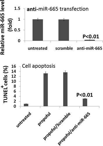Figure 4. Targeting miR-665 in hESC-derived neurons promotes the propofol-induced cell death. Following 20 h of transfection with the anti-miR-665 mimic, quantitative reverse transcription-PCR was used to confirm the down-expression of miR-665. miR-665 expression was significantly decreased following transfection with the anti-miR-665 when compared to scramble-treated cells. Targeting miR-665 significantly inhibits the increase in TUNEL-positive cells following exposure to 6 h of 20 μg/mL propofol.