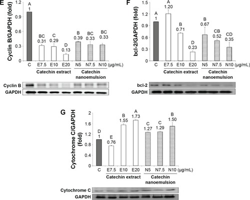 Figure 5 Effects of catechin extract and nanoemulsion on P27 (A), CDK2 (B), CDK1 (C), cyclin A (D), cyclin B (E), bcl-2 (F), and cytochrome C (G) protein expressions in PC-3 prostate cancer cells.Notes: Results are presented as mean ± standard deviation of triplicate analyses. Data with different capital letters (A–E) on each bar represent the ratio of each protein expression relative to GAPDH at different concentrations of catechin extract or nanoemulsion and are significantly different at P<0.05 compared to the control. The abbreviations used in X-axes indicate control (C), catechin extract (E), and catechin nanoemulsion (N).Abbreviations: CDK, cyclin-dependent kinase; bcl-2, B-cell lymphoma 2; GAPDH, glyceraldehyde 3-phosphate dehydrogenase.