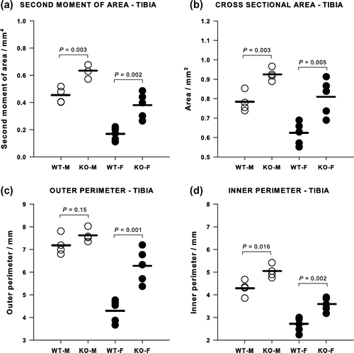 Figure 4. Cortical bone geometrical properties of tibiae measured by micro-CT. (a) Second moment of area and (b) cross-sectional area were significantly greater in both female and male Cnr2-/- mice tibiae than in the WT controls. The outer perimeter (c) was larger only in female knockouts, whereas the inner perimeter (d) was larger in both female and male knockouts.