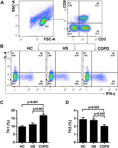 Figure 1 Imbalance of circulating Th1 and Th2 cells in patients with chronic obstructive pulmonary disease (COPD). (A) Lymphocytes were gated on forward scatter area (FSC-A) versus side scatter area (SSC-A) plots, and CD4+ T cells were identified based on their expression of CD3, not CD8. (B) Representative flow cytometric dot plots of Th1 and Th2 cells in peripheral blood. Comparisons of Th1 (C) and Th2 (D) cell percentages in the peripheral blood from healthy controls (HC, n = 20), healthy smokers (HS, n = 18) and COPD patients (n = 22). The data are represented as the mean ± SEM; a value of P < 0.05 (2-tailed) was considered statistically significant.