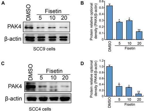 Figure 1 Fisetin reduced PAK4 protein expression in SCC9 and SCC4 cells.