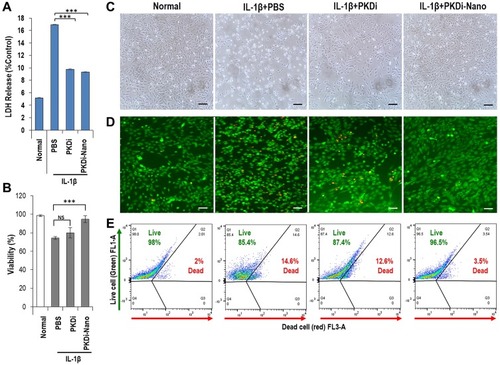 Figure 1 Cytotoxicity, cellular morphology, and viability. (A) Graphical representation of LDH release in the medium. Data are represented as mean ± SD (n=5). ***P < 0.001 vs PBS, (B) Trypan blue exclusion assay showing percentage of live cells. Data are represented as mean ± SD (n=5). ***P < 0.001 vs PBS, nsP > 0.05 vs PBS. (C) Morphology of chondrocytes in monolayer culture. Scale bar = 200 µm. (D) Live/dead stain fluorescence images. Live cells (green) dead cells (red). Scale bar = 200 µm. (E) Flow cytometry analysis after live/dead stain. Percentage of live cells is represented in Q1 and Q2, respectively. Data are represented as mean ± SD (n=5).