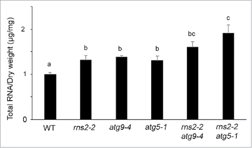 Figure 7. Total RNA content is elevated in the rns2–2, atg9–4, and atg5–1 mutants. Total RNA was extracted from lyophilized adult rosette leaves. After quantification, RNA content was normalized to the mass of lyophilized tissue used for the extraction. For each genotype, 5 samples with leaves pooled from 4 plants each were collected in 3 sets of independently grown plants. Error bars represent standard error. Similar letters indicate no significant difference according to the pairwise Student 2-sided equal variance t test (P > 0.05).