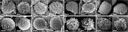 Figure 25. Scanning electron micrographs of basidiospores from Korean species of Lactifluus subg. Pseudogymnocarpi (a∼c), subg. Lactariopsis (d∼f), subg. Gymnocarpi (g∼h). (a) Lf. holophyllus, (b) Lf. luteolamellatus, (c) Lf. pseudohygrophoroides, (d) Lf. multiseparatus, (e) Lf. orientivellereus, (f) Lf. pilosus, (g) Lf. albidopectinatus, (h) Lf. pallidotestaceus. Scale bar = 2 µm.