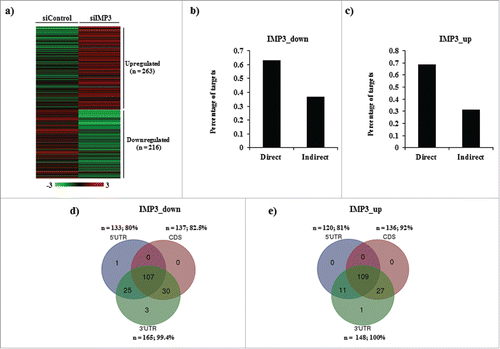 Figure 4. Differentially regulated genes in IMP3 modulated translatome (a) Heat map representing differential H/T ratios of translationally differentially regulated genes upon IMP3 depletion in U251 cells. A dual-color code was used wherein red represents genes having H/T ratio ≥ 1, while green represents genes having H/T ratio ≤ −1. (b,c) Percentage of IMP3_down (negatively regulated by IMP3) (b) and IMP3_up (positively regulated by IMP3) (c) genes classified as direct and indirect targets of IMP3 as per the binding site information from PAR-CLIP data. (d,e) Venn diagrams depicting distribution of IMP3 binding sites on 5′UTR, coding sequence (CDS) and 3′UTR on IMP3_down (d) and IMP3_up (e) target transcripts. The number and percentage of transcripts falling in each category are mentioned along with the region of the transcript represented. Venn diagram was drawn using http://bioinformatics.psb.ugent.be/webtools/Venn//.