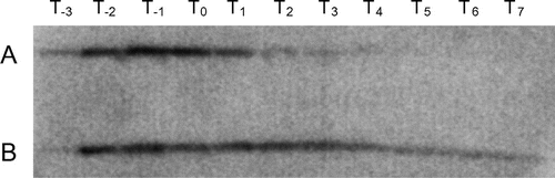 Fig. 1. Timecourse of YqgA expression.Notes: YqgA-3×FLAG in 168-YQ3FL with a wild-type background (A) and in WEC-YQ3FL with a WEC background (B) was detected by Western blot analysis. Cells were harvested at the times indicated. YqgA in 168-YQ3FL was mainly detected during the exponential phase. In contrast, YqgA in WEC-YQ3FL, which disrupts the major proteases WprA and Epr, exists in the early stationary phase in addition to the exponential phase.