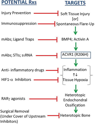 Figure 1. Potential treatment strategies for FOP based on identified targets.Key: SP: substance P; mAbs: monoclonal antibodies; STI: signal transduction inhibitors; siRNA: small inhibitory RNA.