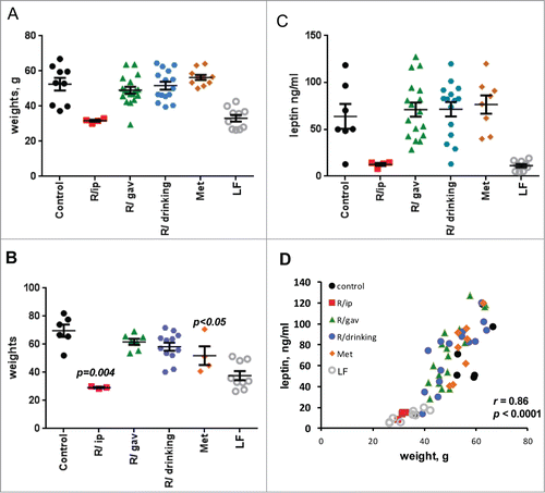Figure 1. Body weight and leptin levels of female mice treated with different schedules of rapamycin or metformin. Weight (grams) of 16-month old mice, 8 months after beginning of the treatments. Low (5%) fat (LF) diet (LF); all other groups received high (60%) fat diet (HFD): 60% fat. These HFD groups included: untreated (control); R/ip group, which was treated with i.p. rapamycin 3 times per week every other week; R/gavage group received rapamycin through gavage 3 times per week every other week (gav.); R/drinking group received rapamycin in drinking water (R/d.w) and Metformin (Met) group was given metformin in drinking water. (B) Weights of 23-month old survived mice, 15 months after the beginning of treatments. (C) Leptin (ng/ml) concentration was determined in fasted blood of 16-month old mice 8 months after beginning treatments. Fasted blood was collected in the morning after overnight fasting. (D) Correlation between leptin levels and weight in 16-month old mice (Data presented in A and C). Data presented as mean ± SE; p values are provided for observed differences in comparison with control (HFD) group; r – Pearson coefficient.