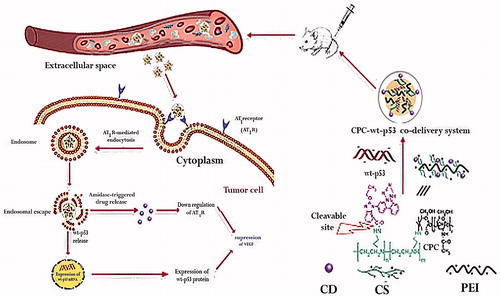 Figure 8. A chitosan-graft-PEI-candesartan conjugate for targeted co-delivery of drug and gene in anti-angiogenesis cancer therapy. Adapted from the published works of Bao et al. [Citation44].