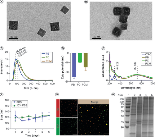 Figure 2. Characterization of the bufotalin–Prussian blue biomimetic nanoparticles. (A) Transmission electron microscopy image of PBNPs (scale bar = 100 nm). (B) Transmission electron microscopy image of PCM (scale bar = 100 nm). (C) Dynamic light scattering analysis of PB, PC and PCM. (D) ζ-potential analysis of PB, PC and PCM. (E) UV-Vis spectra of PB, CS-5, PC and PCM. (F) The stability analysis of PCM in phosphate-buffered saline and 10% fetal bovine serum for 6 consecutive days. (G) The fusion of RBCm and HCTm under laser scanning confocal microscope. (DiI labeled membrane = RBCm; DIO labeled membrane = HCTm; scale bar = 5 μm). (H) SDS-PAGE analysis of RBCm (2), HCT116 m (3), RBC-HCTm (4), PCM (5).CS-5: Bufotalin; DiI: Red fluorescence probe for cell membrane; DiO: Green fluorescence probe for cell membrane; HCTm: HCT116 cell membrane; PB: Prussian blue; PBNP: Prussian blue nanoparticle; PBS: 1× Phosphate-buffered saline; PC: Bufotalin–Prussian blue nanoparticle; PCM: Bufotalin–Prussian blue biomimetic nanoparticle; RBCm: Red blood cell membrane.