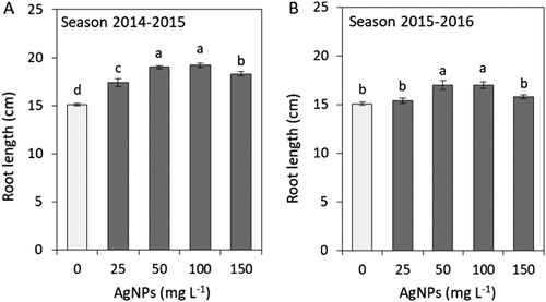 Figure 5. Impacts of silver nanoparticles’ (AgNPs) various concentrations on root length of tulip in seasons 2014–2015 (A) and 2015–2016 (B). Vertical bars indicate the mean ± standard deviation (n = 4). A different letter above each bar indicates a significant difference between treatments at P ≤ 0.05.