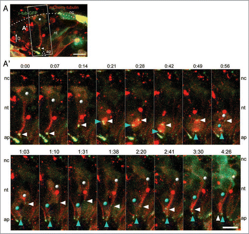 Figure 1 Following mitosis, dorsal neural tube cells can reinsert into the neuroepithelium. (A) A neural epithelial cell labeled with γ-tubulin-GFP (green) and mCherry-tubulin (red) and indicated within the white box is shown in the time-lapse series below. (A′) As this cell (white dot) undergoes interkinetic nuclear migration and mitosis at the apical surface, the centrosome (white arrowhead) leaves the apical surface and travels basally (0:14). In the next time frame (0:21), the nucleus moves towards the apical domain and meets the duplicated centrosomes in a non-apical location (white and blue arrowheads), and then the centrosomes and the nucleus travel together to the apical surface, where cytokinesis occurs (completed by 0:56). Note that the plane of cell division separates the basal-most daughter cell (white dot) from the apical surface. Following cell division, the centrosome (blue arrowhead) of the apical-most daughter cell (blue dot) is found at the lumen, whereas the centrosome (white arrowhead) belonging to the basal-most daughter cell (white dot) is found at a non-apical position. As the time-series progresses, the cell tail with the non-apical centrosome (white arrowhead) returns to the apical surface (complete by 4:26). Scale bars are 10 µm. D = dorsal, nt = neural tube, nc = neural crest, ap = apical.