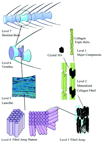 Figure 11. The seven hierarchical levels of organization of the zebrafish skeleton bone. Level 1: Isolated crystals and part of a collagen fibril with the triple helix structure. Level 2: Mineralized collagen fibrils. Level 3: The array of mineralized collagen fibrils with a cross-striation periodicity of nearly 60–70 nm. Level 4: Two fibril array patterns of organization as found in the zebrafish skeleton bone. Level 5: The lamellar structure in one vertebra. Level 6: A vertebra. Level 7: Skeleton bone. Reprinted from reference Citation552 with permission. Other good graphical sketches of the hierarchical structure of bones are available in references Citation104, Citation553 and Citation554.