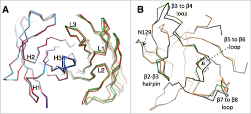 Figure 2. Comparison of the free and bound states of canakinumab and IL-1β (A). Structural overlay showing the Cα backbone of canakinumab's VH-VL domain, with the bound state in red and the 4 independent copies present in the asymmetric unit of the crystal of the free Fab colored in shades of blue (heavy chain) or green (light chain). (B). Structural overlay showing the Cα backbone of human IL-1β in the free (black; PDB entry 2I1B) and canakinumab-bound state (orange). Epitope loops are highlighted in green.