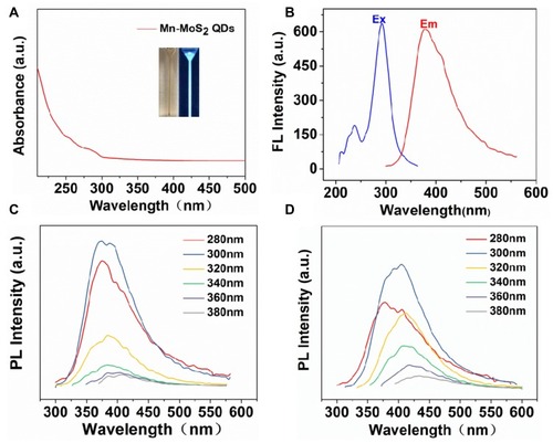 Figure 3 Optical properties of Mn-MoS2 QDs: (A) UV–vis absorption spectra of Mn-MoS2 QDs, (B) PL emission and excitation of the Mn-MoS2 QDS, (C) fluorescence emission spectra of the Mn-MoS2 QDs at different excitation wavelengths, and (D) fluorescence emission spectra of the Mn-MoS2 QDs at different excitation wavelengths.