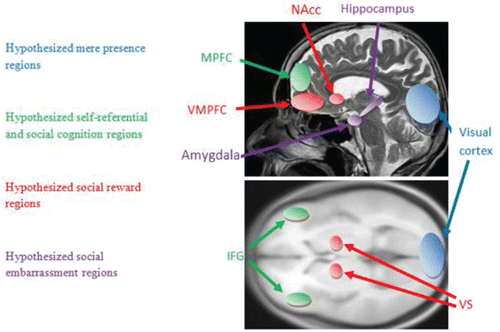 FIG. 2. Hypothesized neural systems involved in cognitive processes related to advertising effectiveness that may be influenced by social processes. Attention: VMPFC = ventral medial prefrontal cortex, visual cortex. Emotion: PFC = prefrontal cortex, amygdala; IFG = inferior frontal gyri. Memory: MPFC = medial prefrontal cortex, amygdala, hippocampus. Preference: VS = ventral striatum; VMPFC; NAcc = nucleus accumbens.
